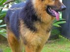 German Shepherd dog Long Cort