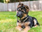 German Shepherd Puppy (male) 1 Month