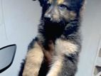 German Shepherd Puppy Male