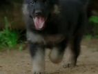 German Shepherd Puppy (Russian Double Coat)