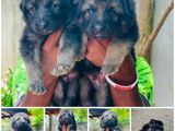 German Shepherd Puppies