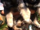 German Shepherd Puppys C.K.C