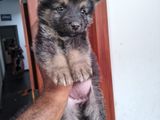 German shepherd puppy's