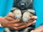 German Shepherd Puppies