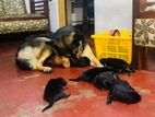 German Shepherd Puppies