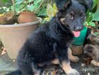 German Shepherd Puppies