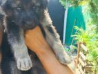 German Shepherd Puppies