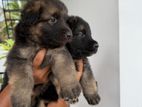 German Shepherd Puppies