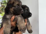 German Shepherd Puppies