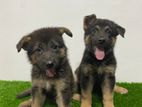 German Shepherd Puppy's