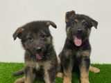 German Shepherd Puppy's