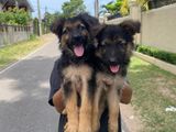 German Shepherd Puppies