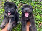 German Shepherd Puppy's