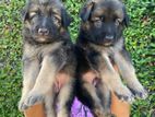 German Shepherd Puppy's