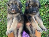 German Shepherd Puppy's