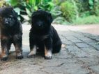 German Shepherd Puppies