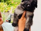 German Shepherd Puppys
