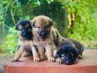 German Shepherd Puppies