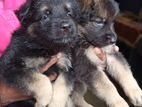 German Shepherd Puppies