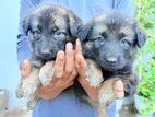 German Shepherd Puppies