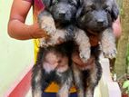 German Shepherd Puppies