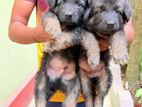 German Shepherd Puppies