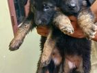 German Shepherd Puppies