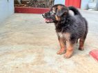 German Shepherd Puppies