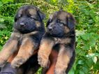 German Shepherd Puppys
