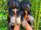 German shepherd puppys