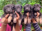 German Shepherd Puppys