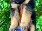 German Shepherd Puppies