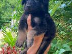 German Shepherd Puppies