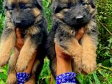 German Shepherd Puppies