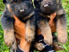 German Shepherd Puppies