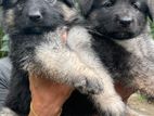 German Shepherd Puppies