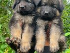 German Shepherd Puppies