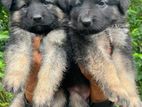 German Shepherd Puppies