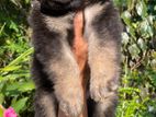 German Shepherd Puppys