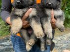 German Shepherd Puppy