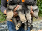 German Shepherd Puppy