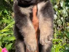 German Shepherd Puppy