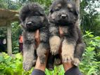 German Shepherd Puppies