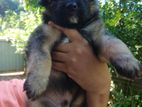 German Shepherd Puppies
