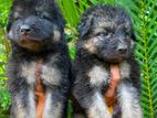 German Shepherd Puppies