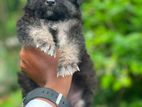German Shepherd Puppies
