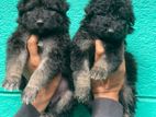 German Shepherd Puppies