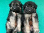 German shepherd puppy’s