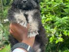 German Shepherd Puppies
