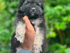 German Shepherd Puppys
